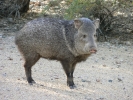 PICTURES/Javalina/t_Poser6.JPG